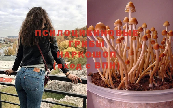 прущие грибы Абинск